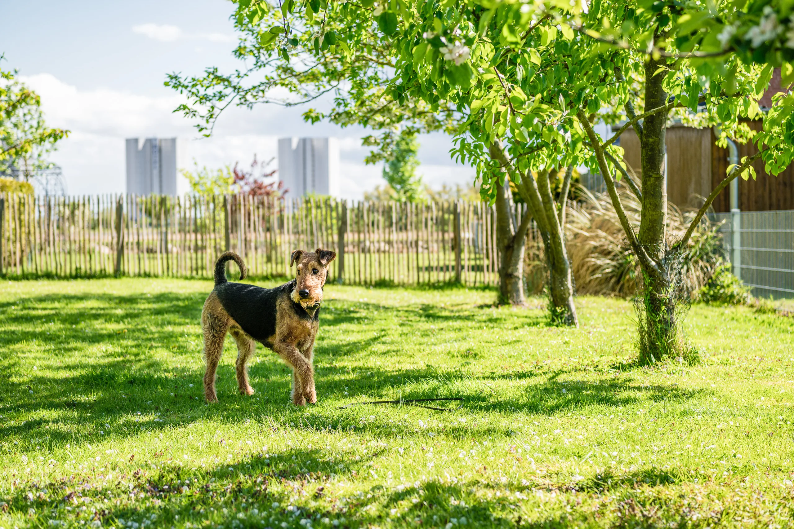 strandhotel-garni-fehmarn-hundeauslauf-eingezaeunt-9112 Eingezäunter Hundeauslauf am Strandhotel Garni Fehmarn.